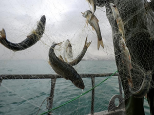 Küçük ölçekli balıkçılara destek ödemeleri artırıldı