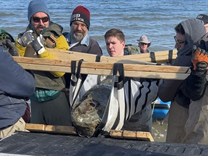 ABD'de 12 milyon yıllık balina kafatası keşfedildi