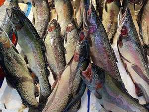 Türk somonu Japonya'da tanıtılacak