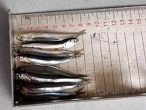 Rize'de 30 bin ton hamsiye el konuldu