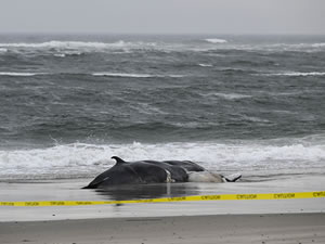 New York'ta bir ölü balina daha sahile vurdu