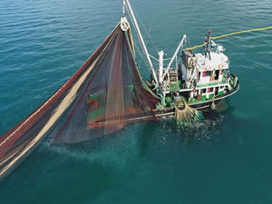 Hamsi avcılığı, Marmara Denizi ile boğazlarda 15 Nisan'a kadar yasaklandı