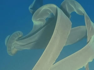 10 metre uzunluğundaki denizanası görüntülendi