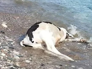 Marmaris’te sahile vurmuş ölü inek sürüsü şaşkınlık yarattı