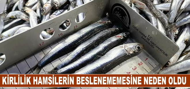 Marmara Denizi'ndeki kirlilik hamsilerin yeterince beslenememesine neden oldu