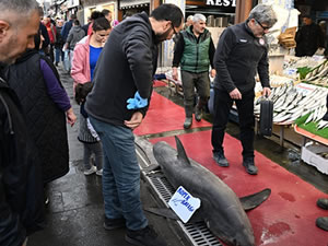 3,5 metrelik yasaklı cam göz köpek balığının satışına ceza