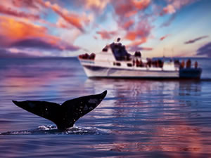 Japonya'da balıkçı teknesi balina ile çarpıştı: 6 yaralı