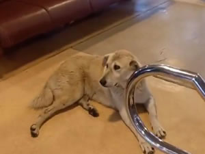 Vapurda köpek krizi: Kaptan seferi iptal etti