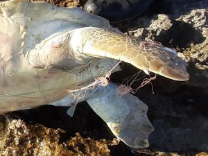 Didim’de caretta caretta cinsi deniz kaplumbağası ölü bulundu