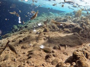 Antalya'nın göbeğindeki obrukta çok sayıda tatlı su canlısı tespit edildi