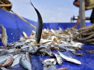 Balıkçılık ve su ürünleri sektörünün sorunlarıyla ilgili araştırma komisyonu kurulacak