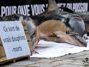 Fransa'da mahkemeden yunusları korumak için avlanma yasağı kararı