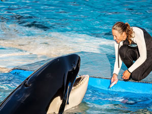 Katil balina Lolita'nın 52 yıllık esaretten sonra yuvasına dönmesi planlanıyor