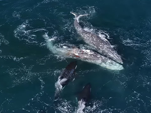30 orka, iki gri balinayı canlı canlı yemeye çalıştı