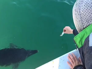 Rize'de balıkçı çift tekneye yaklaşan yunusu besledi