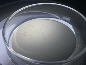 İzmit Körfezi'ndeki her 10 balıktan 4'ünde mikroplastik tespit edildi