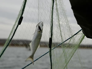ABD, balıkçılık sübvansiyonlarının azaltılması anlaşmasını onayladı