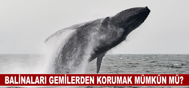 Her yıl binlerce balina, gemiler tarafından öldürülüyor: Kurtarmak için ne yapılabilir?