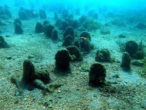 Marmara'da deniz suyunu temizleyen pinalarla ilgili farkındalık projesi başlatıldı