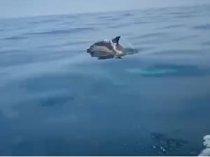Karadeniz'de yunusların bota eşlik etmesi görüntülendi