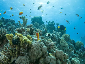 Galapagos Adaları'nda el değmemiş mercan resifi keşfedildi