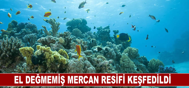 Galapagos Adaları'nda el değmemiş mercan resifi keşfedildi