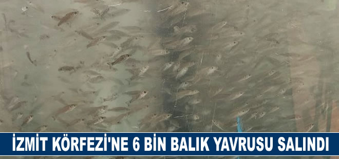 İzmit Körfezi'ne 6 bin balık yavrusu salındı