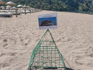 Muğla'da caretta carettalar İztuzu sahiline yumurta bırakmaya başladı