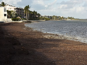 3 milyon ton deniz yosunu kütlesi rekor kırdı