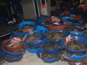 Şile'de kaçak avlanan 9 ton kalkan balığına el konuldu
