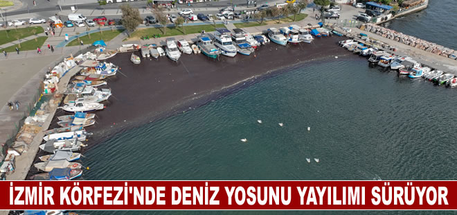 İzmir Körfezi'nde deniz yosunu yayılımı sürüyor