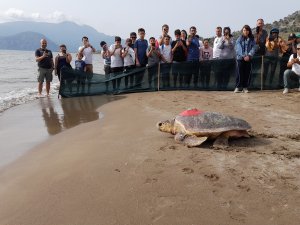 Muğla'da uydu takip cihazı takılan caretta caretta denize bırakıldı