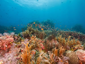 Dünya Biyolojik Çeşitlilik Günü: Mercanlar tamamen yok olma tehlikesi altında