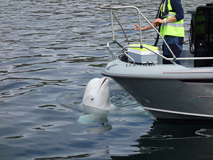 Norveç'ten teknelere temas ettiği için yaralanan “casus” balinaya yaklaşılmaması uyarısı