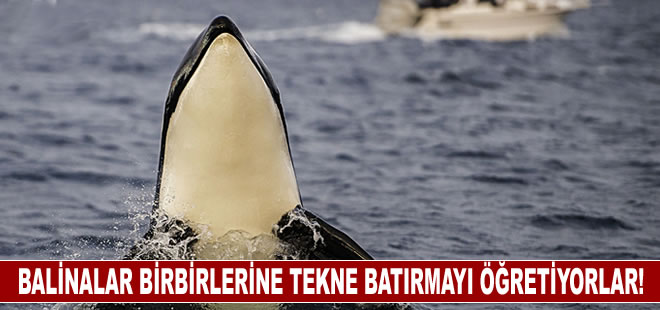 Balinalar birbirlerine tekne batırmayı öğretiyorlar!