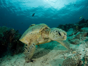 Dünya Deniz Kaplumbağaları Günü'nde WMF’den çağrı