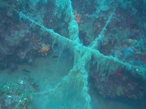 Doğal resifleri kaplayıp deniz canlılarını tehdit eden misinalar görüntülendi