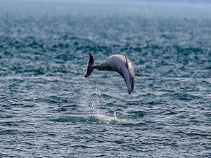 BM, tarihi Açık Deniz Anlaşmasını kabul etti