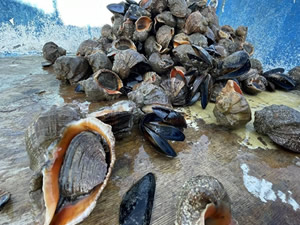 Türkiye'nin deniz salyangozu ihracatı 7,2 milyon doları aştı