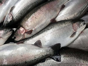 Türk somonu ihracatı katlanarak artıyor