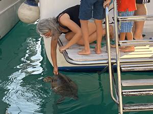 Antalya'da bitkin halde bulunan deniz kaplumbağası tedaviye alındı