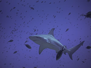 Köpekbalıklarını Yaşat Denizleri Kazan