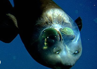 Şeffaf beyinli balık görenleri şaşırtıyor