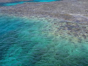 ABD'deki mercan resiflerinin renkleri, aşırı sıcak nedeniyle daha erken soluyor