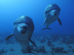 Bilim insanları yapay zeka teknolojisi sayesinde yunusları dinledi