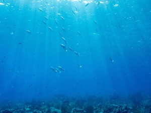 Florida kıyılarında 38 dereceyi aşan okyanus suyu sıcaklığı rekor olabilir