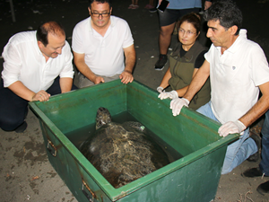Mersin'de tedavi edilen 2 kaplumbağa denize bırakıldı