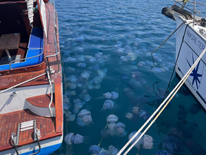 İzmir Körfezi'nde deniz anası yoğunluğu yaşanıyor