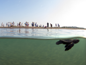 Mavi Gönüllüleri, Indigo Turtles projesi ile Caretta Caretta’ları Akdeniz’le buluşturmaya devam ediyor
