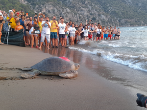 Tedavileri tamamlanan caretta carettalar denize bırakıldı